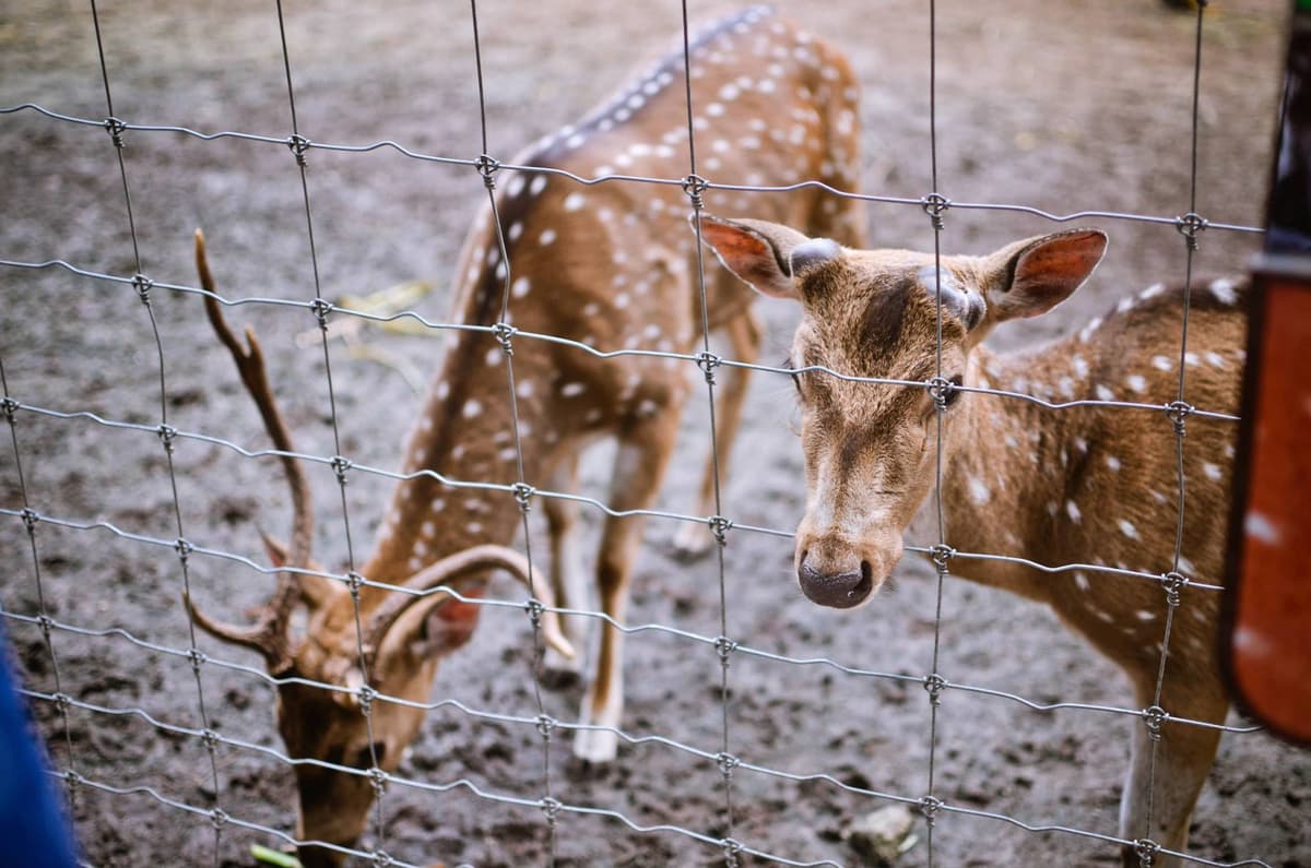 Layout and Design Options