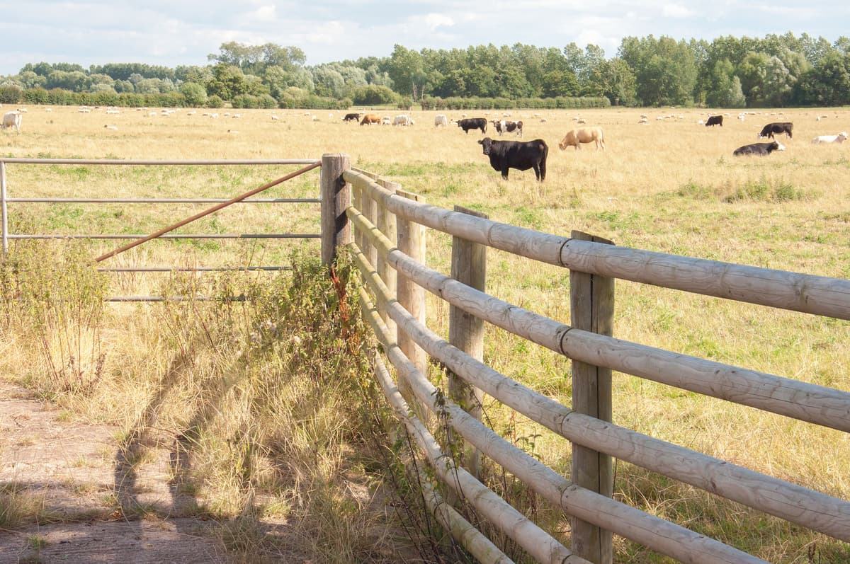 Cattle Fence Installation