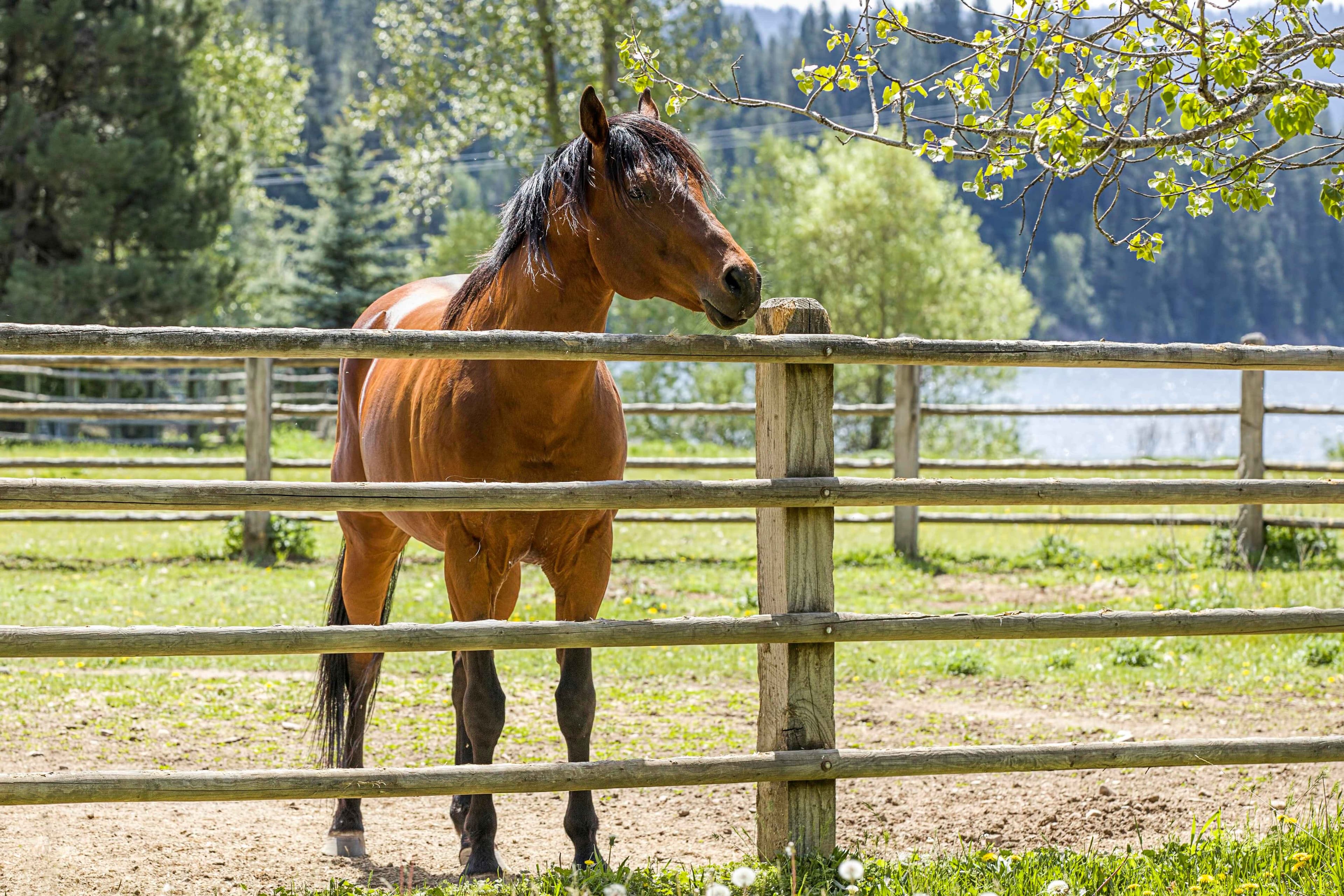 Horse Rail Fencing Installation title Horse Rail Fencing Installation featured image