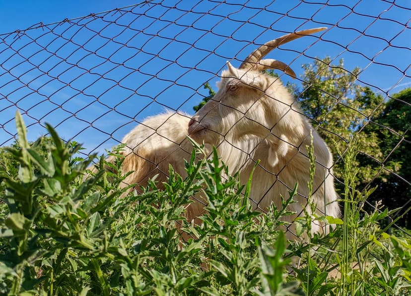 Close up of a sheet behind a woven wire fence