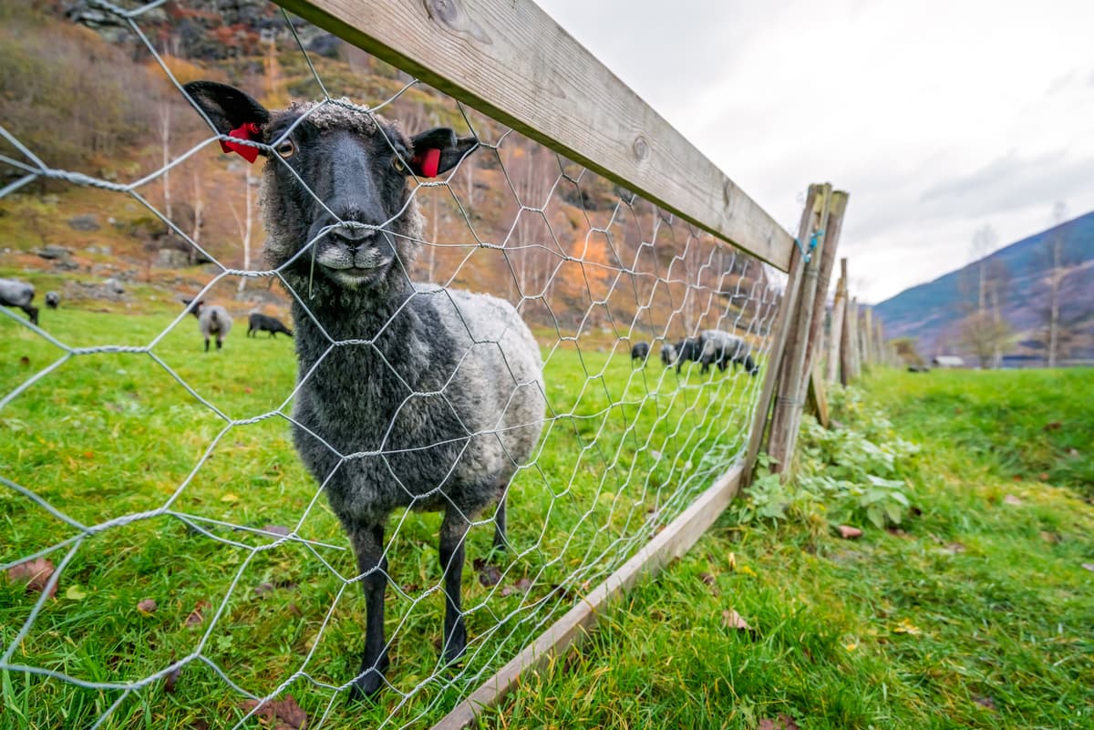 Types of Sheep Fencing We Install